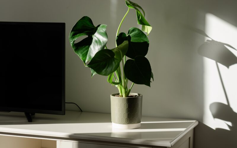 Apartament_6