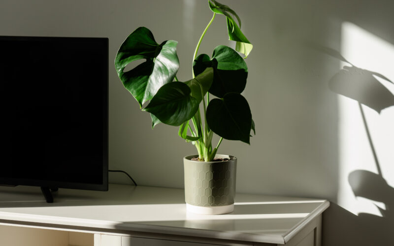Apartament_6